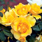 Gold Struck&trade; Grandiflora Rose Alternate Image 2