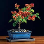 Bougainvillea Bonsai Thumb