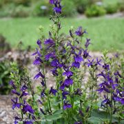 Lobelia STARSHIP&trade; Blue Alternate Image 1