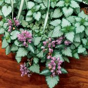 Lamium 'Orchid Frost Gold' Thumb
