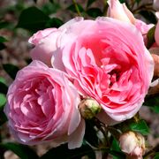 Sweet Rose of Mine 24-Inch Patio Tree Rose Alternate Image 6