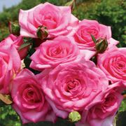 Beverly Eleganza&reg; Hybrid Tea Rose Thumb