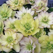 Helleborus 'First Dance' Wedding Party&reg; Thumb
