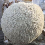 Mushroom Lion's Mane Pom Pom Countertop Kit Alternate Image 4