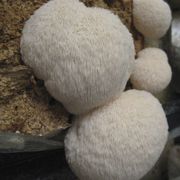 Mushroom Lion's Mane Pom Pom Countertop Kit Alternate Image 5