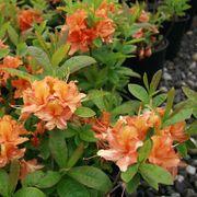 Rhododendron 'Mandarin Lights' Azalea Alternate Image 2