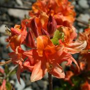 Rhododendron 'Mandarin Lights' Azalea Alternate Image 3