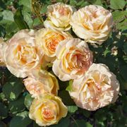 Over The Edge Floribunda Rose Alternate Image 1