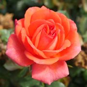 Ay Caramba! Floribunda Rose Thumb