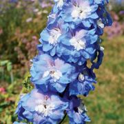 Delphinium Aurora&trade; Blue Alternate Image 1