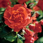 Blaze of Glory Climbing Rose Alternate Image 2