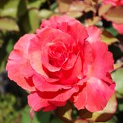 High Society Climbing Rose Alternate Image 2