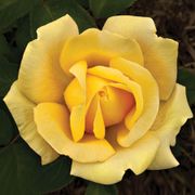 Eternal Flame&trade; Hybrid Tea Rose Thumb