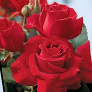 Veterans' Honor&reg; Hybrid Tea Rose Thumb
