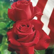 Veterans' Honor&reg; Hybrid Tea Rose Alternate Image 1