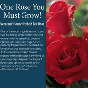 Veterans' Honor&reg; Hybrid Tea Rose Alternate Image 2