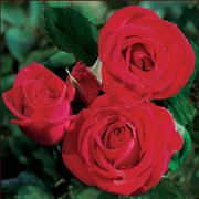 Veterans' Honor&reg; Hybrid Tea Rose Alternate Image 4