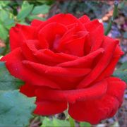 Veterans' Honor&reg; Hybrid Tea Rose Alternate Image 6