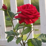 Veterans' Honor&reg; Hybrid Tea Rose Alternate Image 9