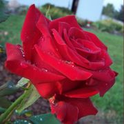 Veterans' Honor&reg; Hybrid Tea Rose Alternate Image 10