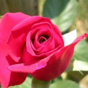 Veterans' Honor&reg; Hybrid Tea Rose Alternate Image 5