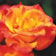 Rio Samba Hybrid Tea Rose Thumb