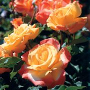 Rio Samba Hybrid Tea Rose Alternate Image 2