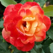 Rio Samba Hybrid Tea Rose Alternate Image 3