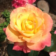 Rio Samba Hybrid Tea Rose Alternate Image 4