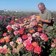 Rio Samba Hybrid Tea Rose Alternate Image 5