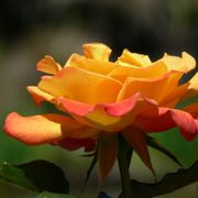 Rio Samba Hybrid Tea Rose Alternate Image 6