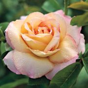 Peace Hybrid Tea Rose Thumb