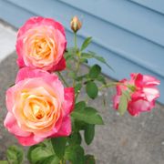 Peace Hybrid Tea Rose Alternate Image 3