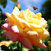 Peace Hybrid Tea Rose Alternate Image 4