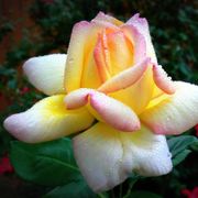 Peace Hybrid Tea Rose Alternate Image 5