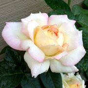 Peace Hybrid Tea Rose Alternate Image 6