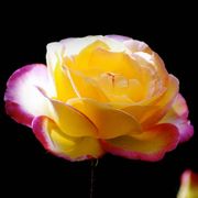 Peace Hybrid Tea Rose Alternate Image 7