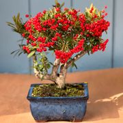 Pyracantha Bonsai Alternate Image 3