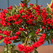 Pyracantha Bonsai Alternate Image 4