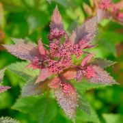 Spiraea Double Play Doozie&reg; Alternate Image 5