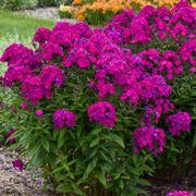 Phlox Luminary&trade; 'Ultraviolet' Alternate Image 1