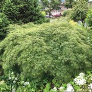 Acer 'Waterfall' Thumb