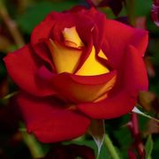 Ketchup & Mustard&trade; Floribunda Rose Alternate Image 2