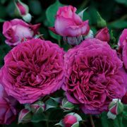 Like No Other Floribunda Rose Thumb