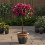 Like No Other 24-Inch Patio Tree Rose Alternate Image 1
