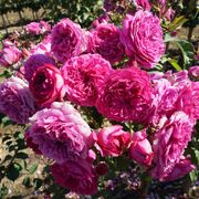 Like No Other 24-Inch Patio Tree Rose Alternate Image 2