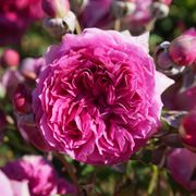 Like No Other 24-Inch Patio Tree Rose Alternate Image 3