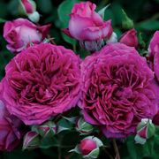 Like No Other 24-Inch Patio Tree Rose Alternate Image 4