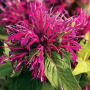 Monarda Balmy&trade; Purple Bee Balm Thumb