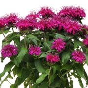 Monarda Balmy&trade; Purple Bee Balm Alternate Image 1